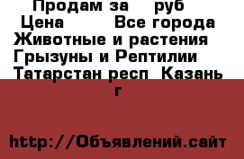 Продам за 50 руб. › Цена ­ 50 - Все города Животные и растения » Грызуны и Рептилии   . Татарстан респ.,Казань г.